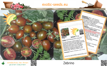 Tomate * Zebrino * dunkelrot * grün gestreift * 20 Samen